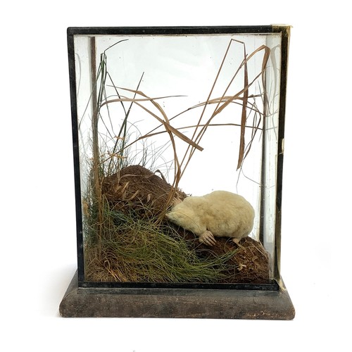 16 - Taxidermy interest: an albino mole in a naturalistic setting within a glass case, 26cm high