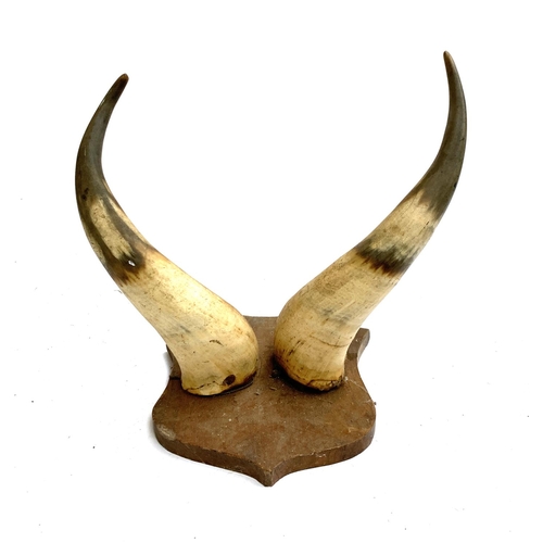 149 - A pair of cow horns mounted on a wooden shield, the points 32cm apart