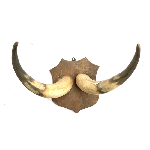 149 - A pair of cow horns mounted on a wooden shield, the points 32cm apart