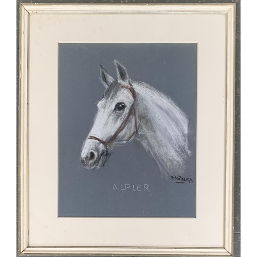 269 - 20th century, study of a horse's head, pastel on paper, signed P. Popelka, 'Alpler', 40x32cm