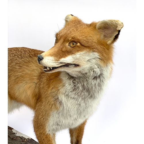 18 - Taxidermy interest: a standing dog fox, approx. 56cmH, 85cmL