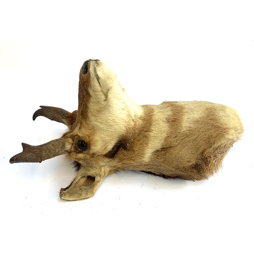 17 - Taxidermy interest: a neck mount of a pronghorn