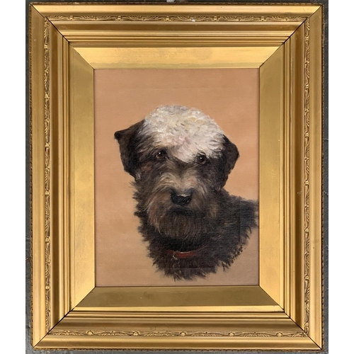 287 - 20th century British, study of a dandie dinmont terrier, 'Mother', oil on canvas, 29.5x22cm