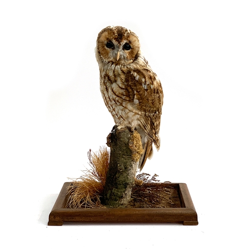 19 - Taxidermy interest: a tawny owl in a naturalistic setting, the glazed case 52cm high, the owl standi... 