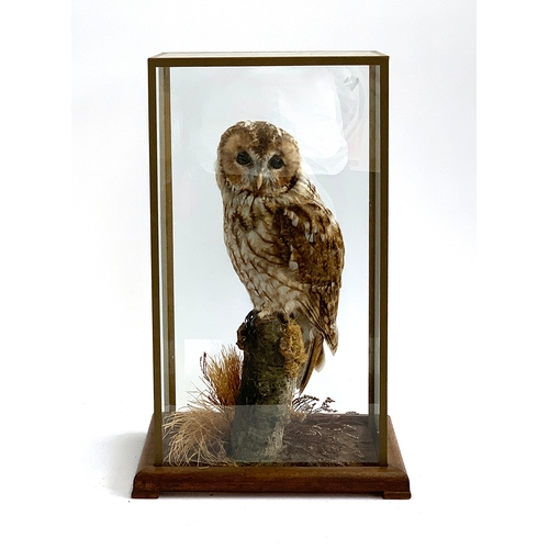 19 - Taxidermy interest: a tawny owl in a naturalistic setting, the glazed case 52cm high, the owl standi... 