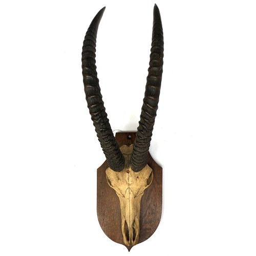 20 - Taxidermy interest: An Antelope skull and horn trophy