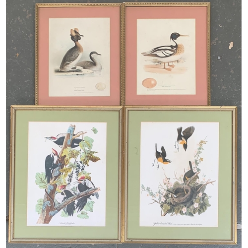 588 - Two coloured engravings, 'The Sclovonian Grebe' and 'The Red Breasted Merganser', each 32x24cm; toge... 