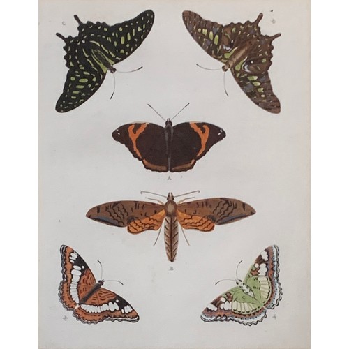 315 - After Pieter Cramer, Lepidopterology interest, four coloured plates from 'De Uitlandsche Kapellen Wa... 