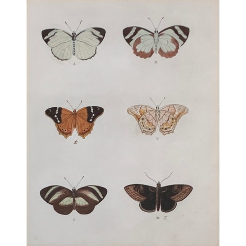 315 - After Pieter Cramer, Lepidopterology interest, four coloured plates from 'De Uitlandsche Kapellen Wa... 