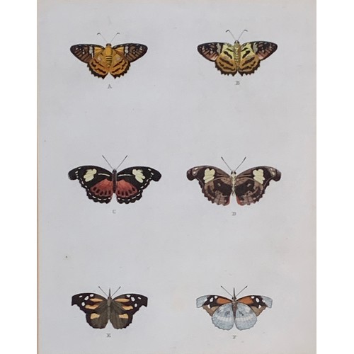 315 - After Pieter Cramer, Lepidopterology interest, four coloured plates from 'De Uitlandsche Kapellen Wa... 