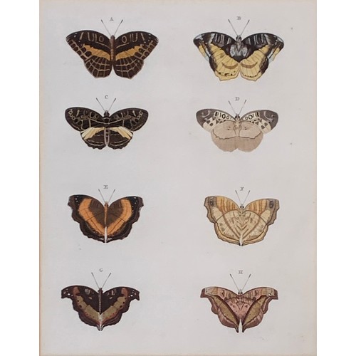 315 - After Pieter Cramer, Lepidopterology interest, four coloured plates from 'De Uitlandsche Kapellen Wa... 