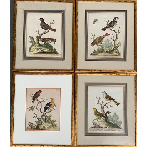 316 - After George Edwards, four 18th century ornithological coloured engravings, c.1746-62, comprising 'S... 