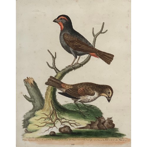 316 - After George Edwards, four 18th century ornithological coloured engravings, c.1746-62, comprising 'S... 