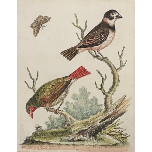 316 - After George Edwards, four 18th century ornithological coloured engravings, c.1746-62, comprising 'S... 