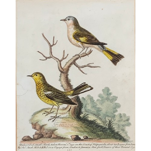 316 - After George Edwards, four 18th century ornithological coloured engravings, c.1746-62, comprising 'S... 