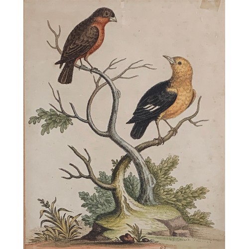 316 - After George Edwards, four 18th century ornithological coloured engravings, c.1746-62, comprising 'S... 