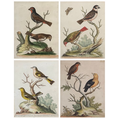 316 - After George Edwards, four 18th century ornithological coloured engravings, c.1746-62, comprising 'S... 