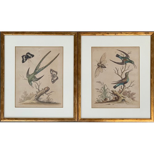 317 - After George Edwards, a pair of 18th century ornithological coloured engravings, c.1742, 'Huming Bir... 