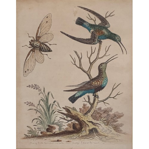 317 - After George Edwards, a pair of 18th century ornithological coloured engravings, c.1742, 'Huming Bir... 