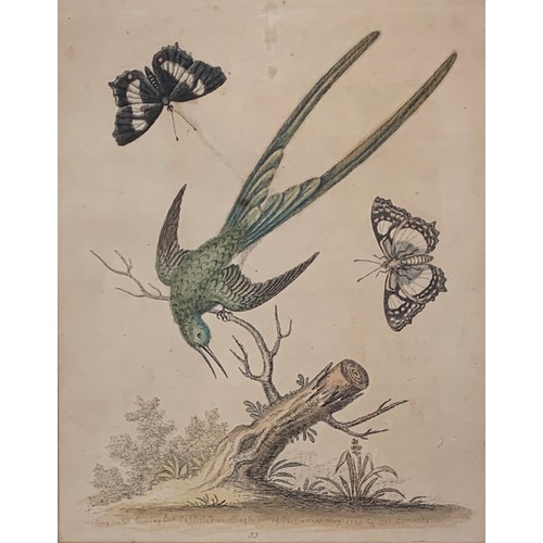 317 - After George Edwards, a pair of 18th century ornithological coloured engravings, c.1742, 'Huming Bir... 