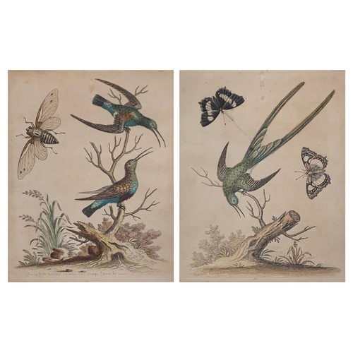 317 - After George Edwards, a pair of 18th century ornithological coloured engravings, c.1742, 'Huming Bir... 