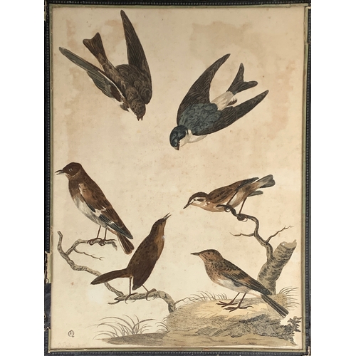 319 - P Mazell after Peter Paillou (1720-1790), 18th century ornithological coloured engraving, 42x31cm

P... 