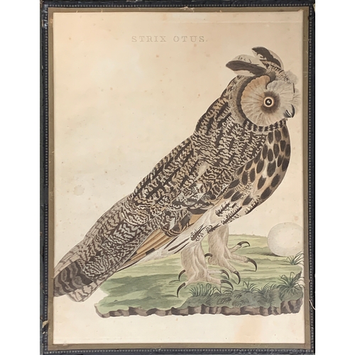 320 - Cornelius Nozeman (1720/21-1786), 'Strix Otus', 18th century coloured engraving of an owl, 40.5x31cm... 