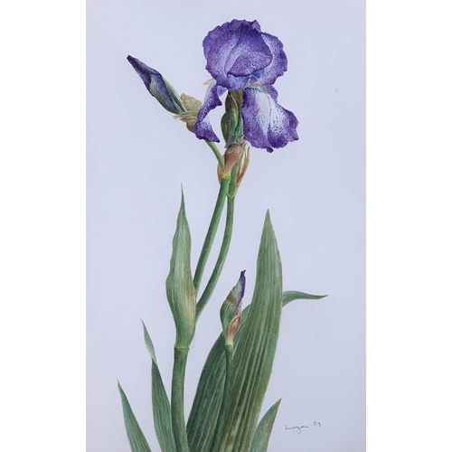 436 - Glyn Morgan (1926 - 2015), Tall Bearded Iris 