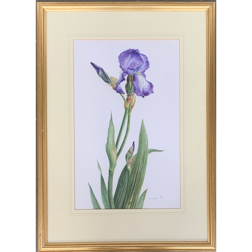 436 - Glyn Morgan (1926 - 2015), Tall Bearded Iris 