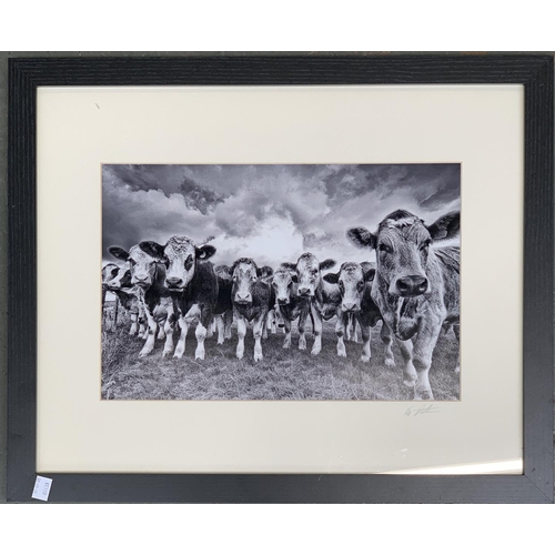 495 - Local interest: A black and white photographic print of nosy cows, 25x37cm; together with a print of... 