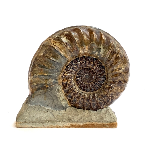 A large Asteroceras ammonite fossil set upright, 21cmH