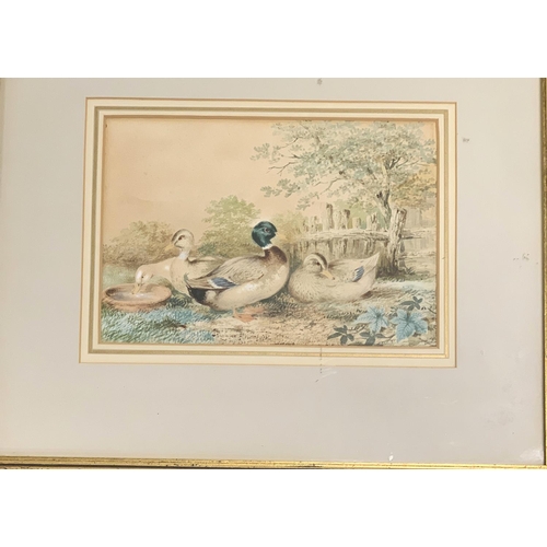 375 - Charles Whymper (1853-1941), study of mallards, watercolour heightened in white, 19x27.5cm

Bears la... 