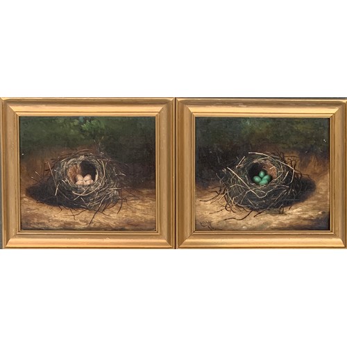 303 - 20th century British, a pair of oils depicting bird nests, each signed B Holb, each 24.5x29cm