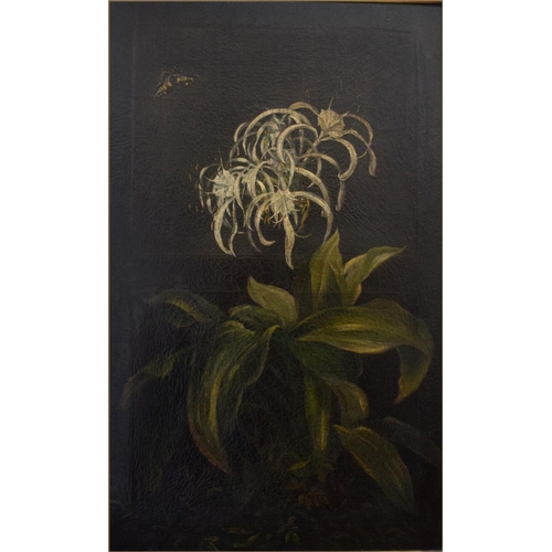 336 - Circle of Pierre-Joseph Redouté (1759 –1840), oil on canvas, a white spider lily and butterfly, 87x5... 