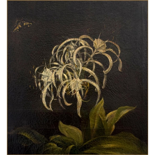 336 - Circle of Pierre-Joseph Redouté (1759 –1840), oil on canvas, a white spider lily and butterfly, 87x5... 