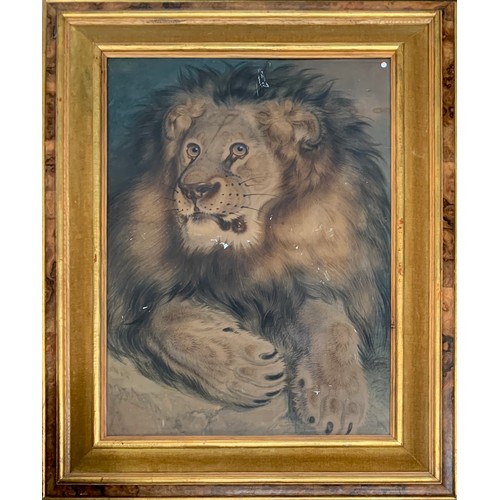 304 - A large pastel study of a lion, in a burr walnut, parcel gilt and velvet frame, 94x67cm