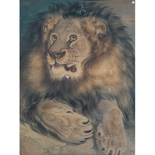 304 - A large pastel study of a lion, in a burr walnut, parcel gilt and velvet frame, 94x67cm