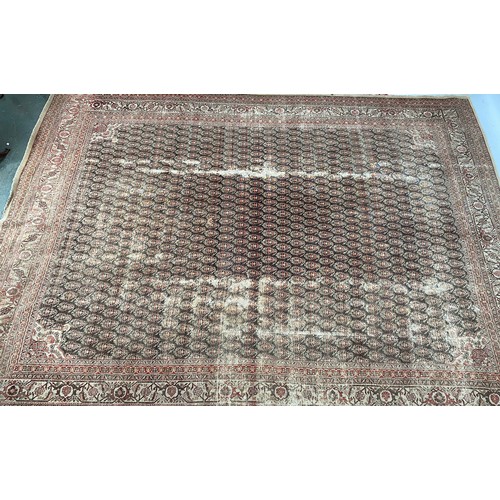 672 - A very large rather worn rug, hooked boteh ground, 277x381cm