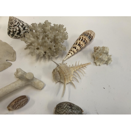 269 - Natural history interest: a quantity of sea shells including angel's comb, sand dollars, and corals