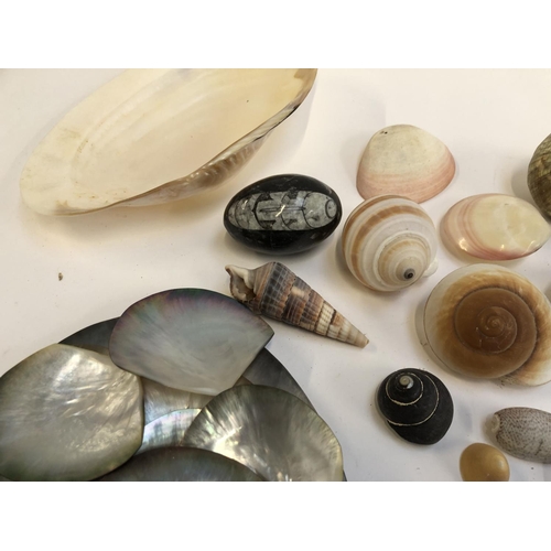 269 - Natural history interest: a quantity of sea shells including angel's comb, sand dollars, and corals