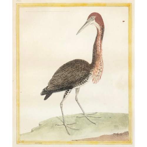 296 - After François-Nicolas Martinet (1731-1800), a set of seven ornithological hand coloured engravings ... 