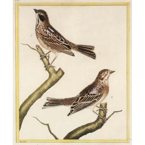 296 - After François-Nicolas Martinet (1731-1800), a set of seven ornithological hand coloured engravings ... 