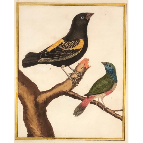 296 - After François-Nicolas Martinet (1731-1800), a set of seven ornithological hand coloured engravings ... 