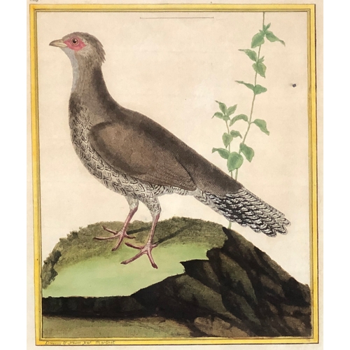 296 - After François-Nicolas Martinet (1731-1800), a set of seven ornithological hand coloured engravings ... 