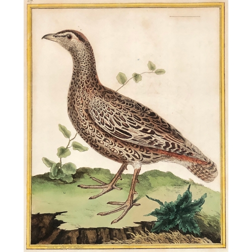 296 - After François-Nicolas Martinet (1731-1800), a set of seven ornithological hand coloured engravings ... 