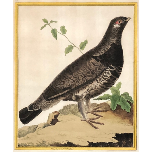 296 - After François-Nicolas Martinet (1731-1800), a set of seven ornithological hand coloured engravings ... 