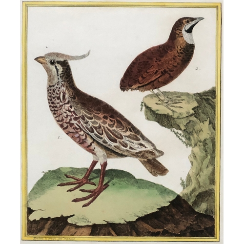 296 - After François-Nicolas Martinet (1731-1800), a set of seven ornithological hand coloured engravings ... 