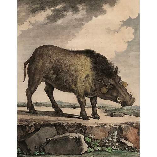 295 - Natural history interest: M.R. veuve Tardieu after Jacques Eustache de Sève, four 18th century colou... 