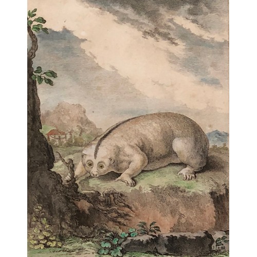 295 - Natural history interest: M.R. veuve Tardieu after Jacques Eustache de Sève, four 18th century colou... 