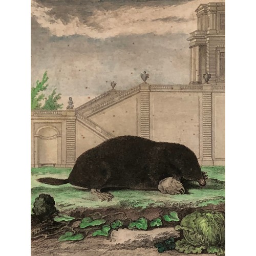 295 - Natural history interest: M.R. veuve Tardieu after Jacques Eustache de Sève, four 18th century colou... 